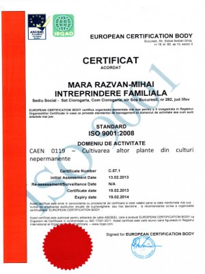 Certificat 2008
