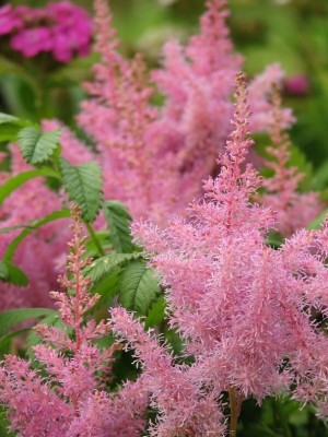 Astilbe