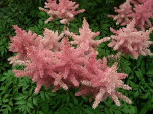Astilbe