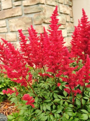 Astilbe