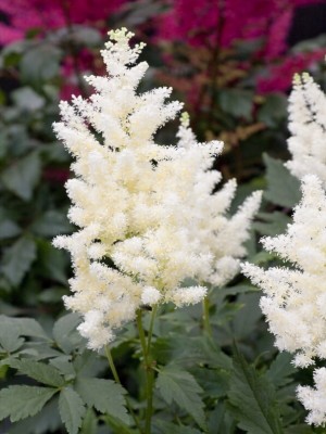 Astilbe
