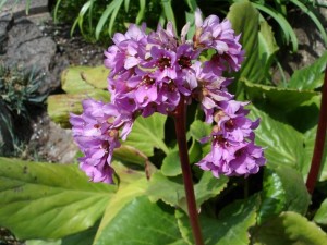 Bergenia