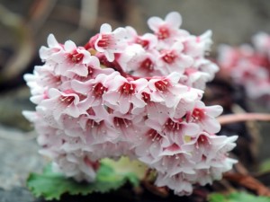 Bergenia