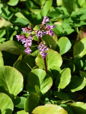 Bergenia