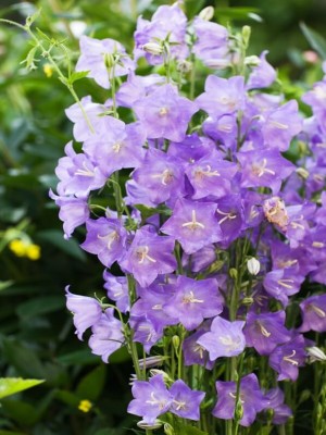Campanula