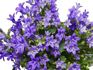 Campanula