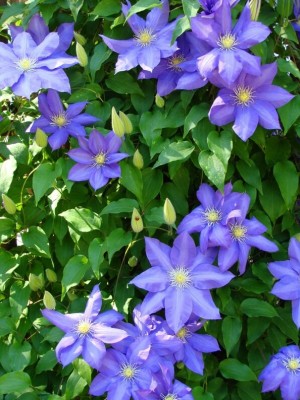 Clematis