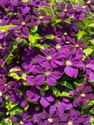 Clematis