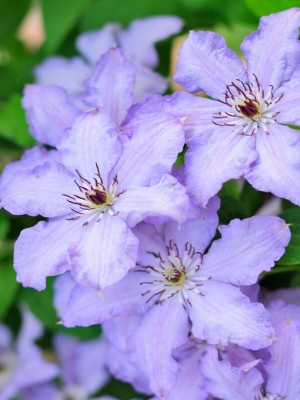 Clematis