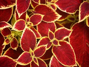 Coleus