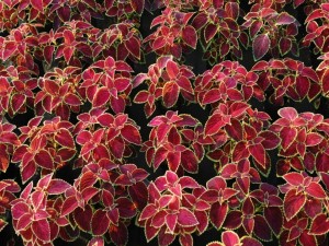 Coleus