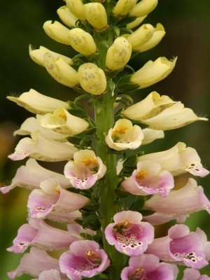 Digitalis