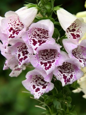 Digitalis