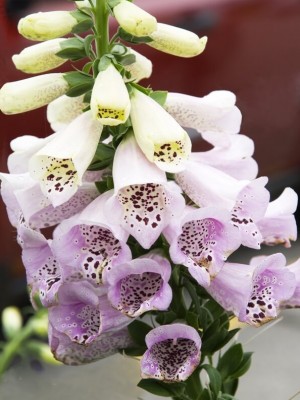 Digitalis