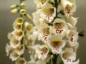 Digitalis