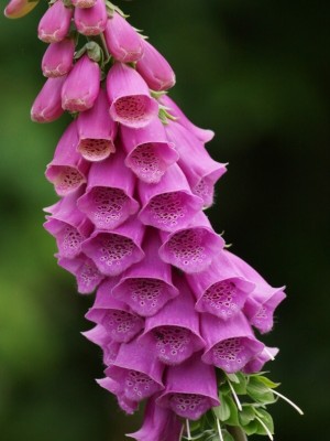 Digitalis