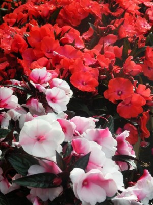 Impatiens