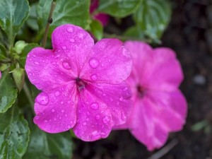 Impatiens