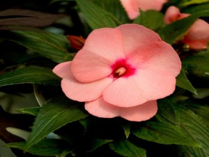 Impatiens