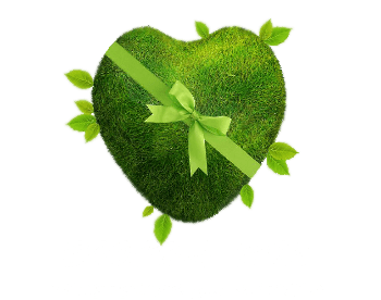 BioSolaris | Producator plante si flori la ghiveci anuale si perene